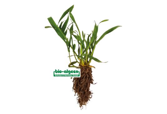 Check:  Barley without and with S92