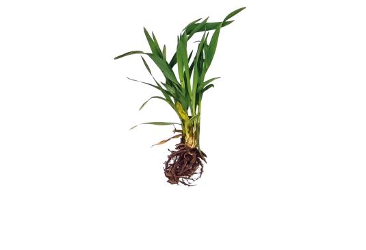 Check:  Barley without and with S92