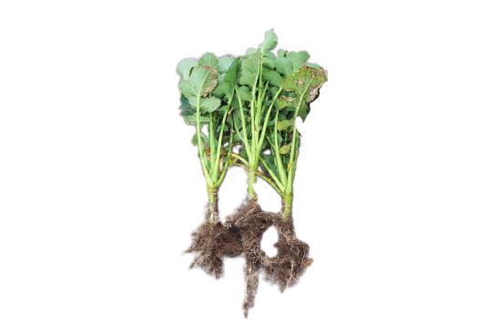 Check: Rape without and with S92