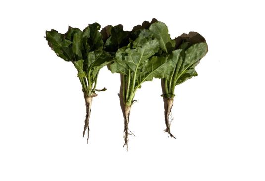 Check: Sugar beets without and with S92