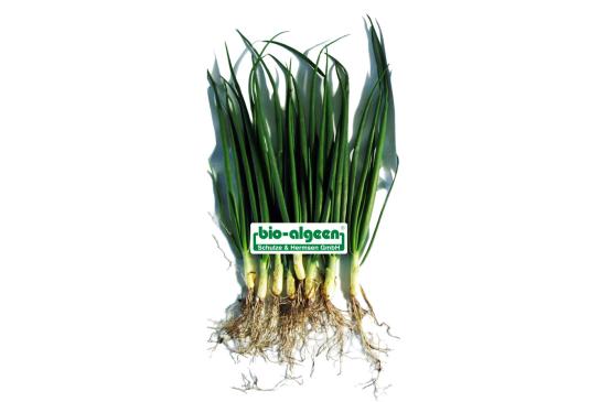 Check: Onions without and with S92